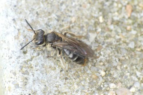 Andrena sp.